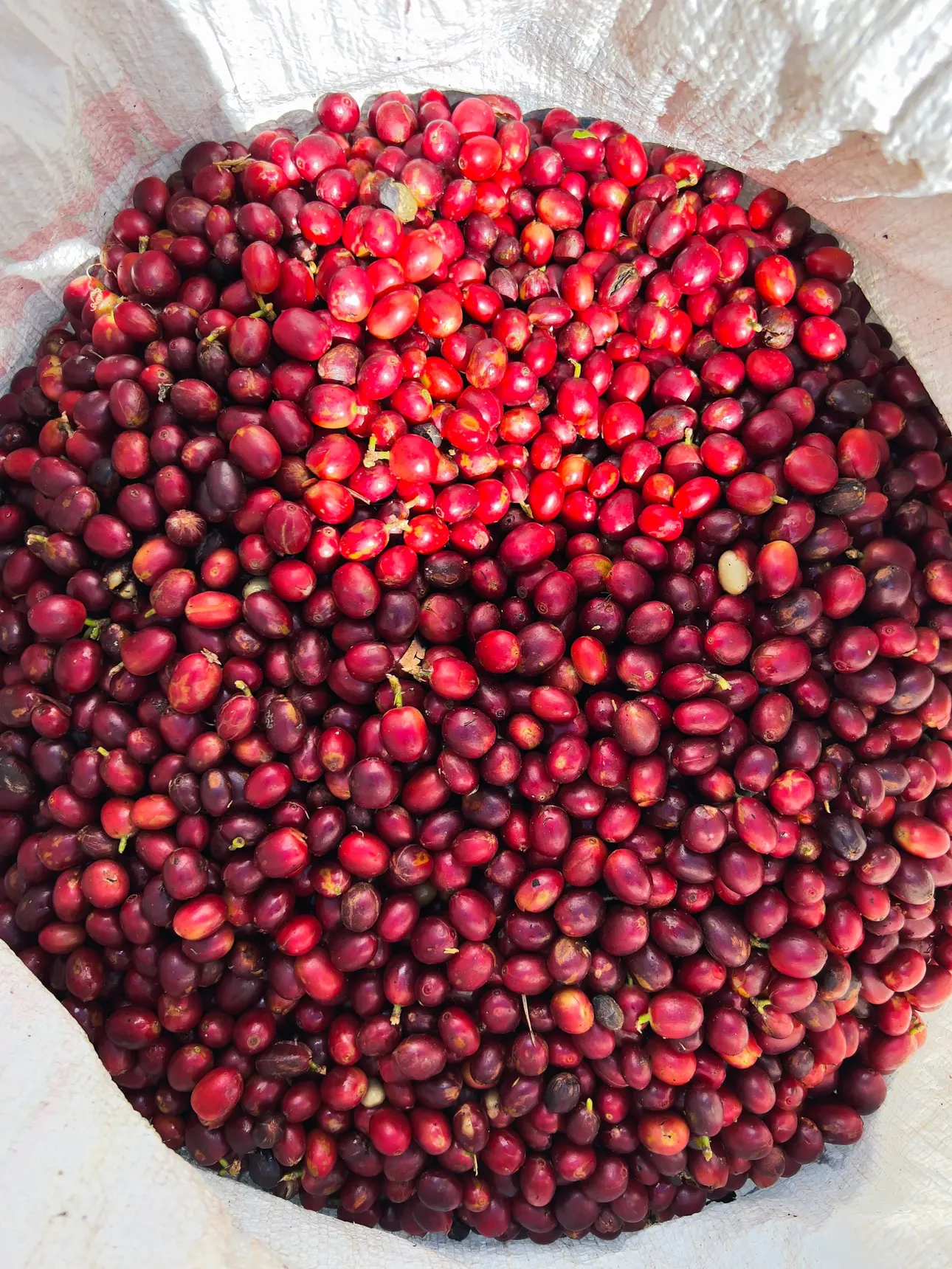 Fresh red coffee cherries piled high after picking.