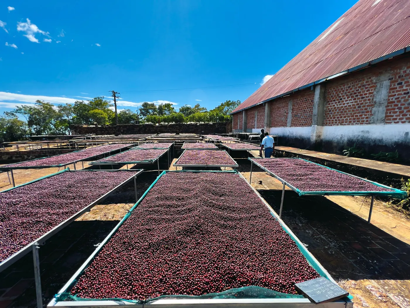 Coffee cherries drying on raised beds in bright sun, a brick warehouse behind them.