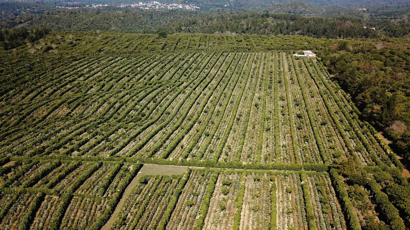 The farm from above. Long rows of coffee run in diagonals toward a wall of forest, some rows dark and full, others cut low and pale after pruning, with a service road crossing the block.