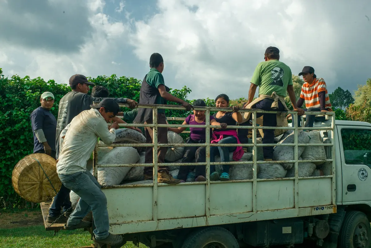 Workers load sacks of freshly picked cherry onto a truck on the farm road.