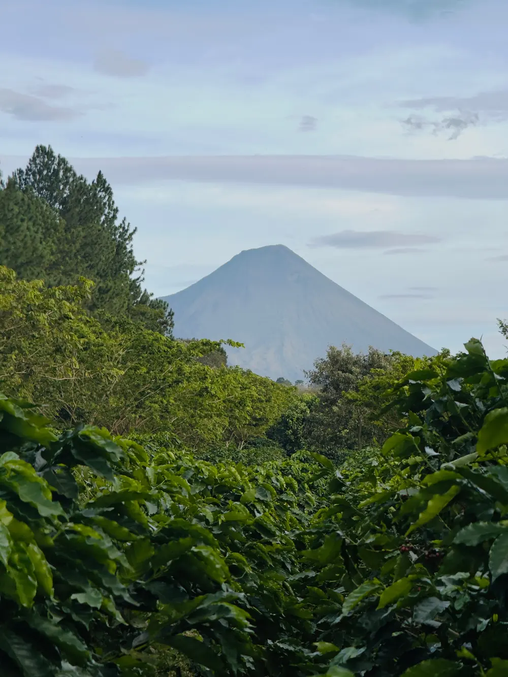 The volcano rises behind rows of flowering coffee, clear in the afternoon light.