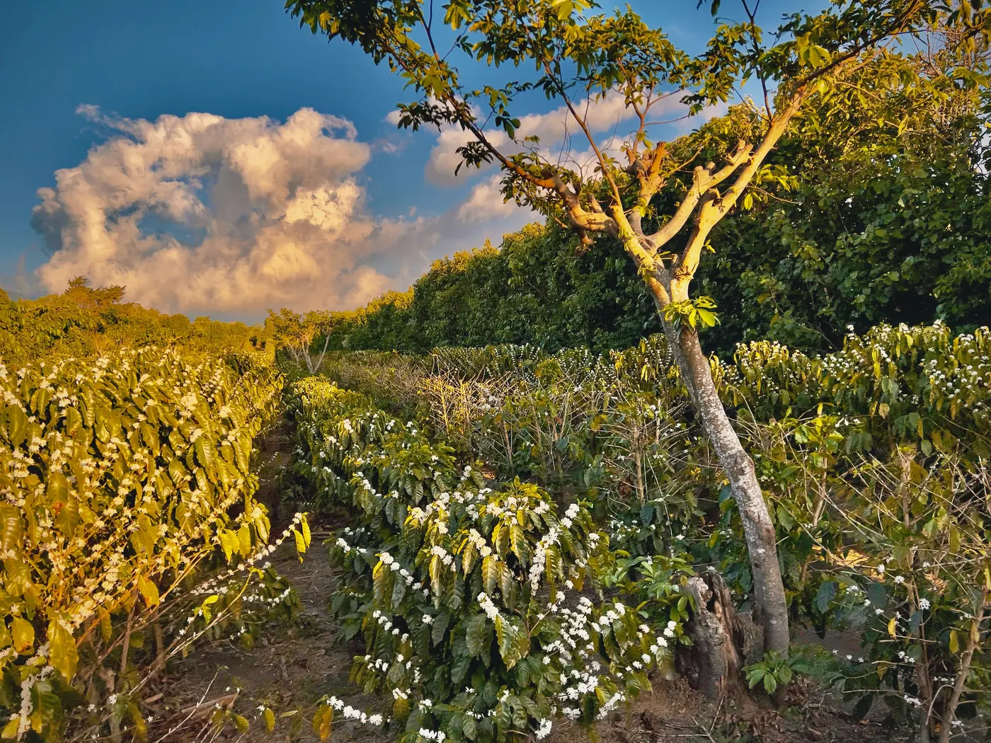 The coffee plantation at golden hour, shade trees and mountains in the distance.