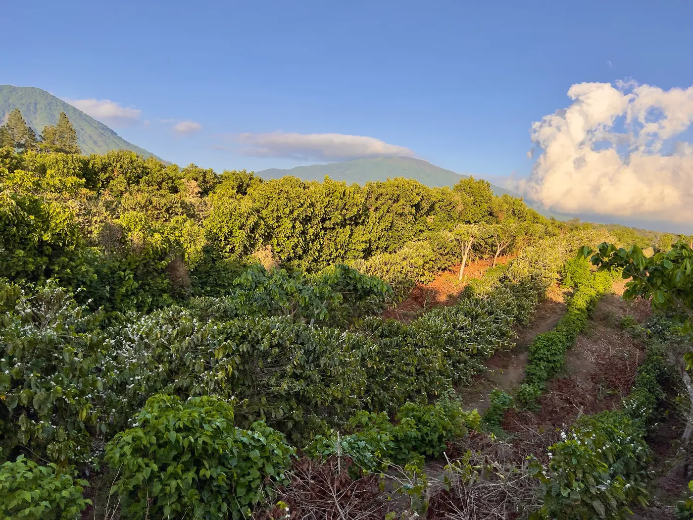 Flowering coffee plants in the foreground, the volcano rising behind them.