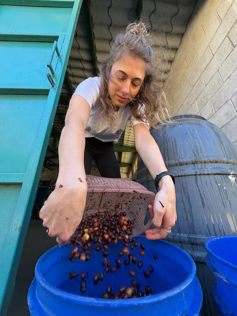 Joanna leans over a blue tub beside a grey fermentation barrel, tipping a perforated basket so dark coffee cherries tumble out in a stream.