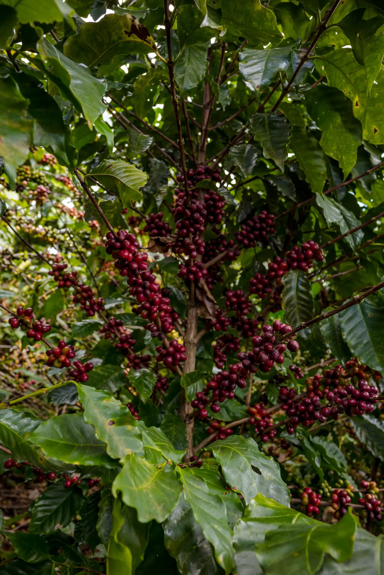 Marsellesa coffee tree full of ripe red cherry, up close on the farm.