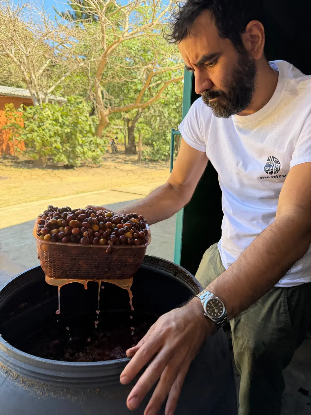 Miguel lifting a plastic basket of wet coffee cherries out of a black fermentation drum, juice running off the basket and dripping back into the tank below.