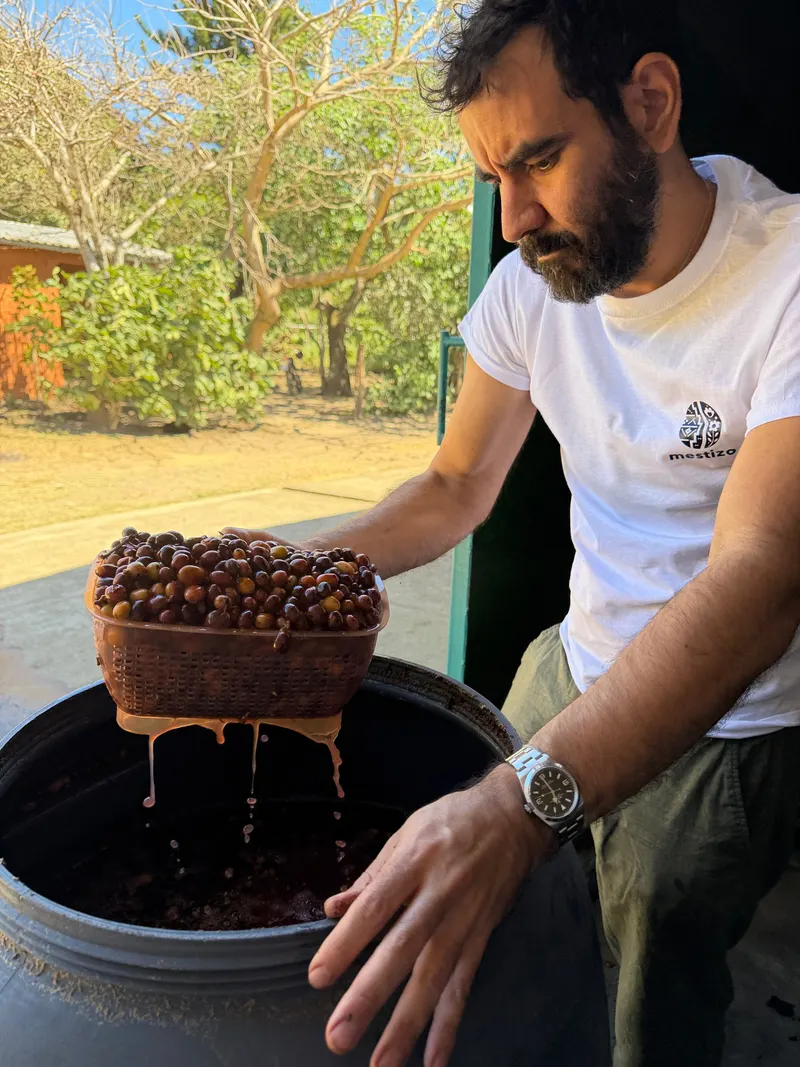 Miguel lifting a plastic basket of wet coffee cherries out of a black fermentation drum, juice running off the basket and dripping back into the tank below.